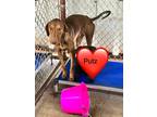Adopt Putz a Red/Golden/Orange/Chestnut Doberman Pinscher / Mixed dog in Mexia