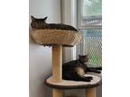 Adopt Frankie / Luna a Domestic Shorthair / Mixed (short coat) cat in Lunenburg