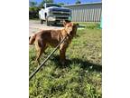 Adopt Lucy a Red/Golden/Orange/Chestnut Australian Kelpie / Mixed dog in Mexia