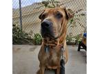 Adopt Tate a Tan/Yellow/Fawn Shar Pei / Mixed dog in Lake Forest, CA (41014593)