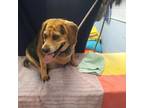 Adopt Violet a Beagle / Mixed dog in Detroit, MI (41315575)