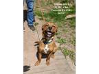 Adopt Calvin a Red/Golden/Orange/Chestnut - with White Labrador Retriever /
