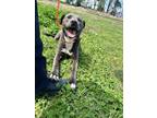 Adopt Blade a Gray/Blue/Silver/Salt & Pepper Blue Lacy/Texas Lacy / Mixed dog in