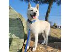 Adopt Jiyong a White Shiba Inu / Jindo / Mixed dog in Bellevue, WA (38993152)