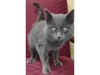 Adopt Sir James a Gray or Blue Russian Blue (short coat) cat in Upper Saddle