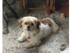 Adopt Bella a White - with Tan, Yellow or Fawn Shih Tzu dog in Plymouth