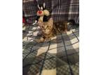 Adopt Hunter a Brown Tabby Domestic Shorthair (short coat) cat in College