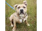 Adopt Floppy a Tan/Yellow/Fawn American Pit Bull Terrier / Mixed Breed (Medium)