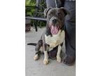 Adopt Zipper a Merle Golden Retriever / Mixed Breed (Medium) / Mixed (short