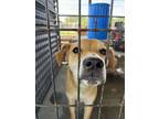 Adopt Wendy a Tan/Yellow/Fawn Golden Retriever / Mixed Breed (Medium) / Mixed