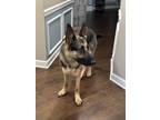 Adopt Shadow a Black - with Tan, Yellow or Fawn German Shepherd Dog / Mixed dog