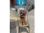 Adopt Albert (aka Diddy) a Brown/Chocolate - with Black Pug / Beagle dog in New
