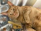 Adopt Rolo a Orange or Red Tabby Domestic Shorthair / Mixed (short coat) cat in