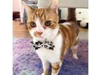 Adopt Holly a Orange or Red Tabby Domestic Shorthair (short coat) cat in Union
