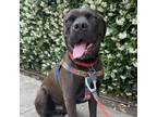 Adopt Darby O'Gill - AVAILABLE a Pit Bull Terrier dog in Seattle, WA (38830197)