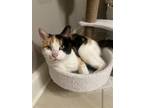 Adopt Bossy Betty a Calico or Dilute Calico Calico / Mixed (short coat) cat in