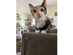 Adopt Chloe a Calico or Dilute Calico Calico / Mixed (short coat) cat in Oxford