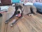 Adopt Pepper a Brown/Chocolate - with White American Pit Bull Terrier / Labrador