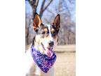 Adopt Paloma a Australian Cattle Dog / Collie / Mixed dog in Arlington