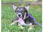Adopt Wren - Adoptable a German Shepherd Dog / Mixed Breed (Medium) / Mixed dog