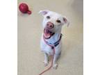 Adopt Casper a White German Shepherd Dog / Mixed Breed (Medium) / Mixed (short