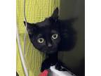 Adopt Trix a All Black Domestic Shorthair / Mixed Breed (Medium) / Mixed (short