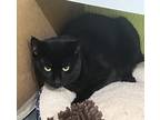 Adopt Thumper a All Black Domestic Shorthair / Mixed Breed (Medium) / Mixed