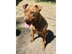 Adopt Jane a Brindle American Staffordshire Terrier / Mixed Breed (Medium) /