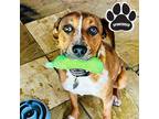 Adopt FC-Mikey a Brown/Chocolate Mixed Breed (Small) / Mixed Breed (Medium) /