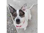 Adopt Queen a White American Pit Bull Terrier / Mixed Breed (Medium) / Mixed