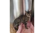 Adopt Emily a Brown Tabby Domestic Shorthair / Mixed Breed (Medium) / Mixed