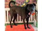 Adopt Pop a Black - with White Labrador Retriever / Mixed Breed (Medium) / Mixed