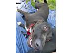 Adopt Posy a American Pit Bull Terrier / Labrador Retriever / Mixed dog in St.
