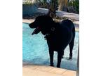 Adopt Cooper a Black Labrador Retriever / German Shepherd Dog / Mixed dog in Key
