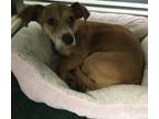 Adopt Adoptable Clarence a Tan/Yellow/Fawn Miniature Dachshund / Mixed Breed