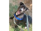 Adopt Oscar a Terrier (Unknown Type, Small) / Mixed dog in Fort mill