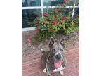 Adopt Gracie a Merle Mixed Breed (Small) / Mixed Breed (Medium) / Mixed (short