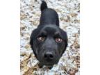 Adopt Kuma a Black - with Tan, Yellow or Fawn Husky / German Shepherd Dog /