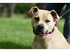 Adopt Baby Ruth a Tan/Yellow/Fawn Mixed Breed (Small) / Mixed Breed (Medium) /
