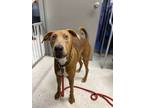 Adopt Puppy Chow a Brown/Chocolate Doberman Pinscher / Mixed Breed (Medium) /