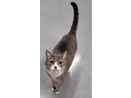 Adopt Whisper! Pretty Lady! a Gray, Blue or Silver Tabby Domestic Shorthair