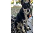 Adopt Keo (Courtesy Post) a Tricolor (Tan/Brown & Black & White) Siberian Husky