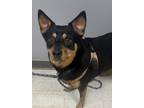 Adopt Hatti a Black Australian Cattle Dog / Mixed Breed (Medium) / Mixed (short
