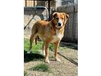 Adopt Yasmin a Tan/Yellow/Fawn Mixed Breed (Small) / Mixed Breed (Medium) /