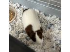 Adopt Mocha a Blonde Guinea Pig / Mixed (short coat) small animal in