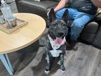 Adopt Loba Daniel a Brindle Mixed Breed (Medium) dog in Twin Falls