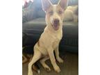 Adopt Hansel a White Australian Shepherd / Husky / Mixed (short coat) dog in