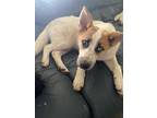 Adopt Husk a White Australian Shepherd / Husky / Mixed (short coat) dog in