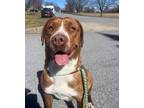 Adopt Butter Bean a American Staffordshire Terrier / Spitz (Unknown Type