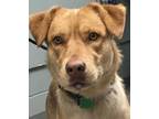 Adopt Chickie a Red/Golden/Orange/Chestnut Golden Retriever / Retriever (Unknown